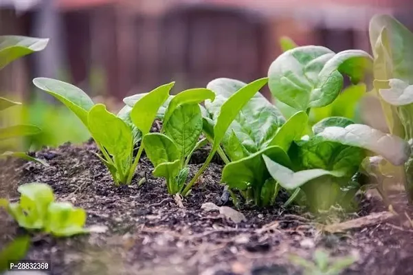 Baishnab Palak seed 50 per packet rbFRESH HYBRID PALAK SEEDS  1000s1PIECE-thumb3