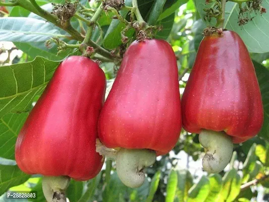 Baishnab  CASHEWAMAR44KAJU Cashew Apple Plant-thumb0