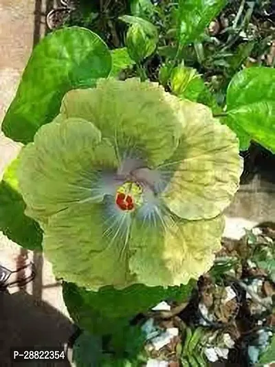 Baishnab  VELVET GREEN HIBISCUS Hibiscus Plant-thumb0