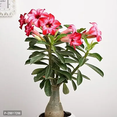 Baishnab  Adenium plant 37 Adenium Plant