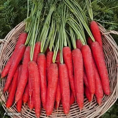 Baishnab Gajar Seed  50 ps  Red Carrot Seed55480250PIECE