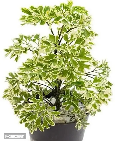 Baishnab  ffbb01 Aralia Plant-thumb0