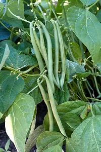 Baishnab Been seed  20 per packet Hybrid Beans string beans Seed 20 Per Packet20PIECE-thumb2