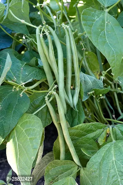 Baishnab Been seed  20 per packet Hybrid Beans string beans Seed 20 Per Packet20PIECE-thumb3