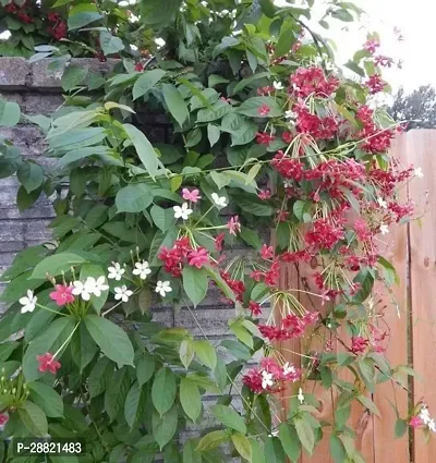 Baishnab  ry01 MadhumaltiRangoon Creeper