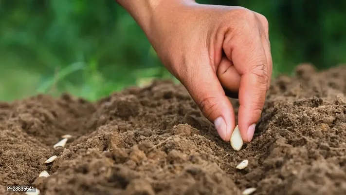 Baishnab Pumpkin seed 1000 ps mc1000 Seeds 2114 KL ClQ1000PIECE-thumb2