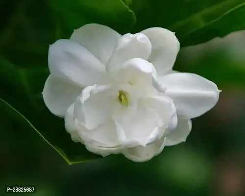 Baishnab  1g11 Jasmine Plant-thumb0