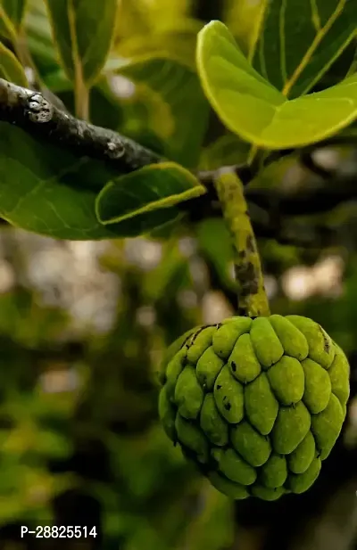 Baishnab  Custard Apple Live Plant CF00451 Custar-thumb0