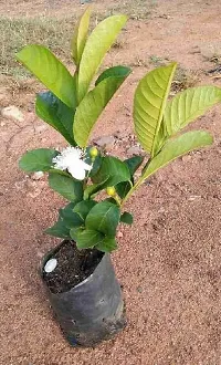 Baishnab Guava Plant Hybrid guava live plants Guavaw-thumb1