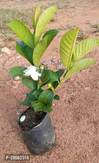 Baishnab Guava Plant Hybrid guava live plants Guavaw-thumb2