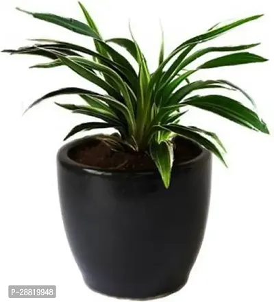 Baishnab  Natural Live Spider Plant Spider Plant-thumb0