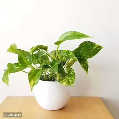 Baishnab  mo01 Money Plant