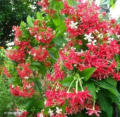 Baishnab  Madhumalti Rangoon Creeper MadhumaltiRa