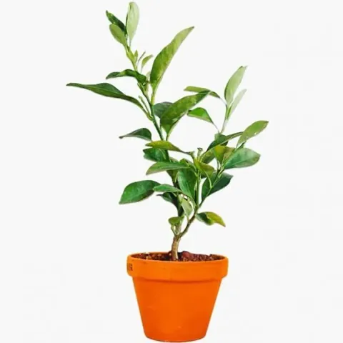 Hot Selling Plant & Planters 