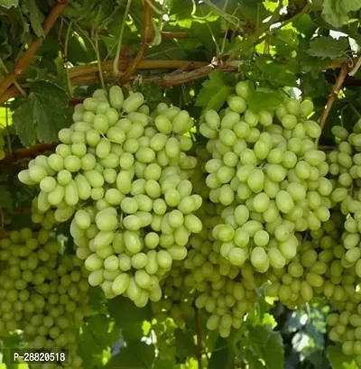 Baishnab  Thompson Seedless Grapes Plant Grape Plan-thumb0