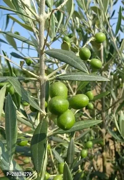 Baishnab  Indian OliveJalpai Live Plant CF052 ZZ