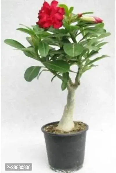 Baishnab  ADENIUM13 Adenium Plant-thumb0