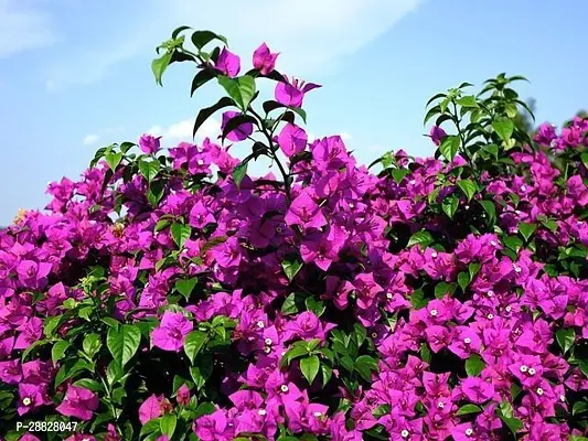 Baishnab  Bougainvillea Plant CF00030 Baugainvill-thumb0