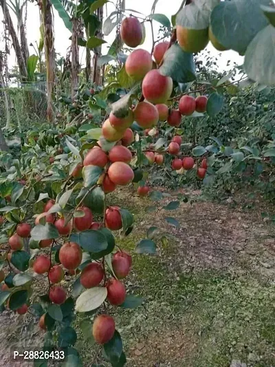 Baishnab  wa011 Ber Apple Plant-thumb0