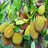 Baishnab Jackfruit Plant All Time katahal Very Sweet Taste 1 healthy Grafted Live Jackfruit Plant(1.5Ft Height) in nursery Grow Bag-thumb1