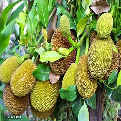 Baishnab Jackfruit Plant All Time katahal Very Sweet Taste 1 healthy Grafted Live Jackfruit Plant(1.5Ft Height) in nursery Grow Bag-thumb2