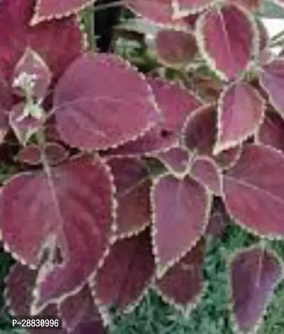 Baishnab  Tilak Tulshi Plant T003 Coleus Plant