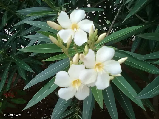 Baishnab  Oleander White PlantCFA371 Oleander Pl-thumb0