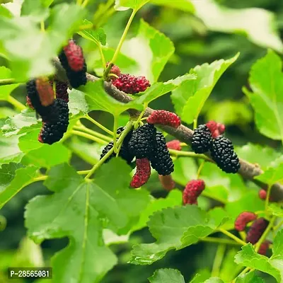 Baishnab ShahtootMulberry Plant original Rear Thai Mulberry live PlantV-9-thumb0