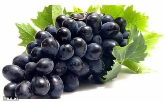 Baishnab  Gardens Live Plant Grape Fruit Black Grap-thumb0