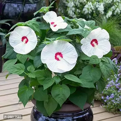 Baishnab  Luna white hibiscus plant Hibiscus Plant-thumb0