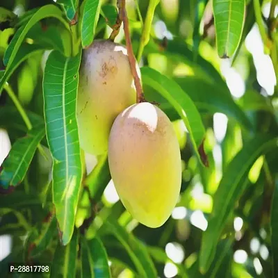 Baishnab  Him Sagar Mango Hybird Mango Plant-thumb0