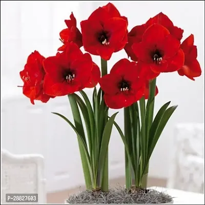 Baishnab  Red Lily Decorative Flower Plant Lily Pla