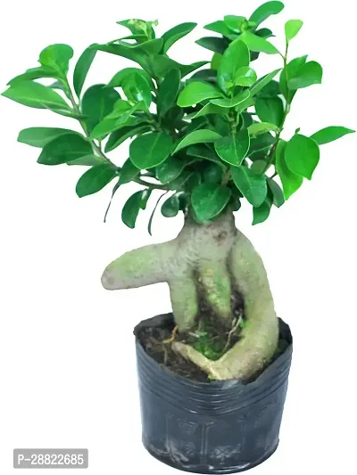 Baishnab  Ficus Basic Ficus Bonsai Plant