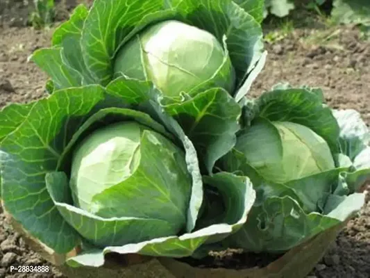 Baishnab Cabbage sed   210 ps jhCABAGE Seed  210 Seeds20PIECE