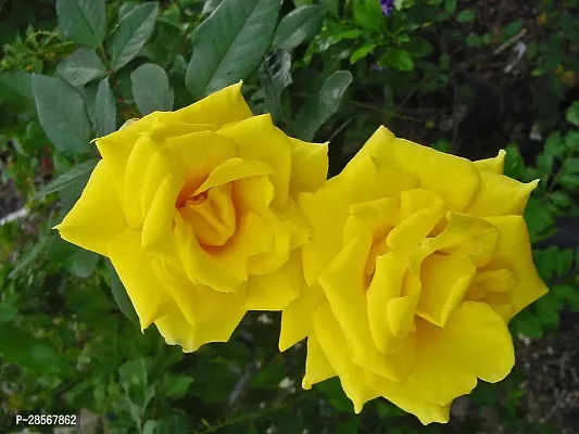 Baishnab Rose Plant Hybrid Rose Live Plant_61