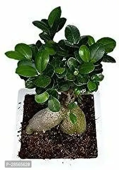 Baishnab Ficus Bonsai Plant HJNB6-thumb0