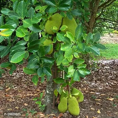 Baishnab  jackfruit plant 2081 Jackfruit Plant