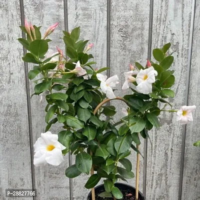 Baishnab  Mandevilla Plant White CF11 Mandevilla-thumb0