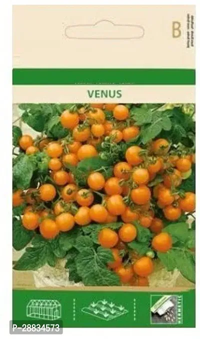 Baishnab TOMATO SEED 1000 ps llw Tomato Venus Seeds1000PIECE