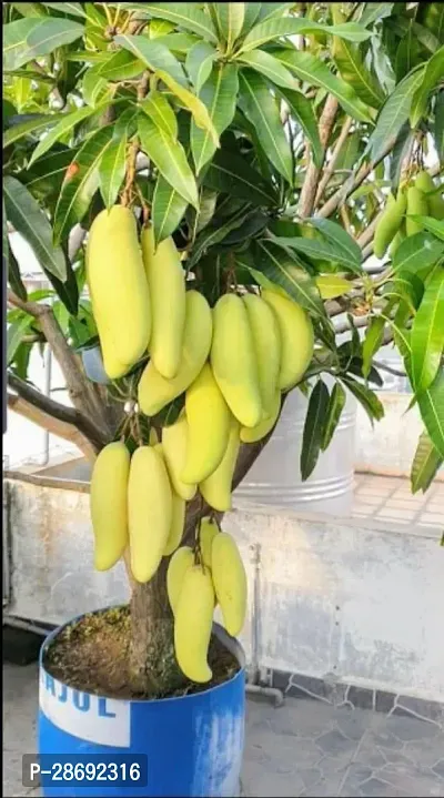 Baishnab Mango Plant All time Grafted mango plant-thumb0