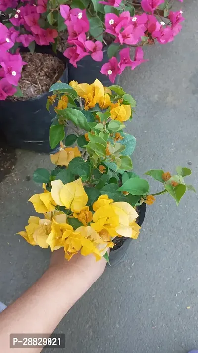 Baishnab  Bougainvillea Plant CF000110 Baugainvil-thumb0