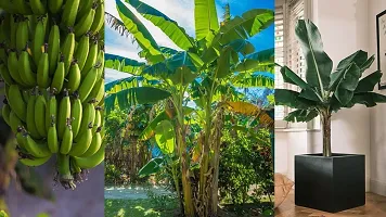 Baishnab Banana Plant greenhousestore-thumb2