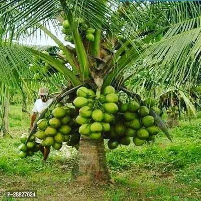 Baishnab  Premium Coconut Live Plant CF83 Coconut