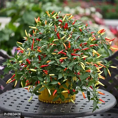 Baishnab Earth Seeds R 06Chilli Seeds 29100PIECE-thumb0