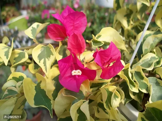 Baishnab  Baugainvillea Plant Disha000322 Baugai