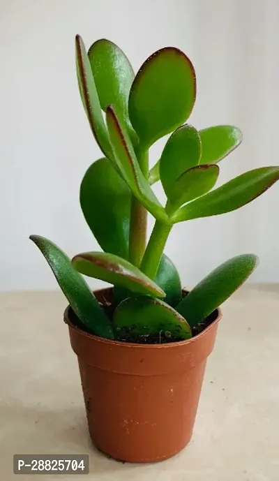 Baishnab  Jade Live Plant Good Luck Plant CF2031