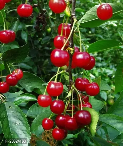 Baishnab  Cherry Fruit Live PlantCF0001 Cherry Fr-thumb0