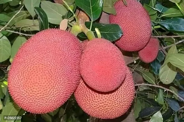 Baishnab  Pink Jackfruit Plant Hybrid Plant CFA217