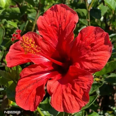 Baishnab  Hibiscus Red Live Flower Plant CF42451-thumb0