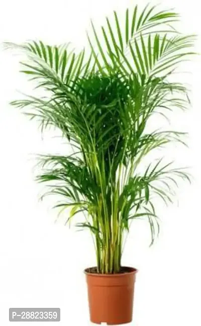 Baishnab  ARECA 1 Areca Palm-thumb0